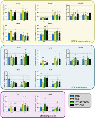 The effect of oral butyrate on colonic short-chain fatty acid transporters and receptors depends on microbial status